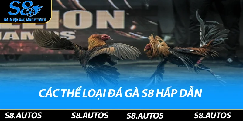 Các thể loại đá gà S8 hấp dẫn