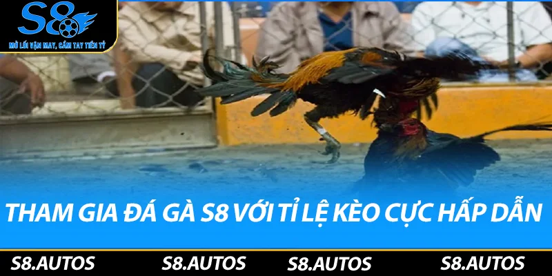 Tham gia đá gà S8 với tỉ lệ kèo hấp dẫn