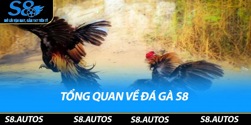 Tổng quan về đá gà S8